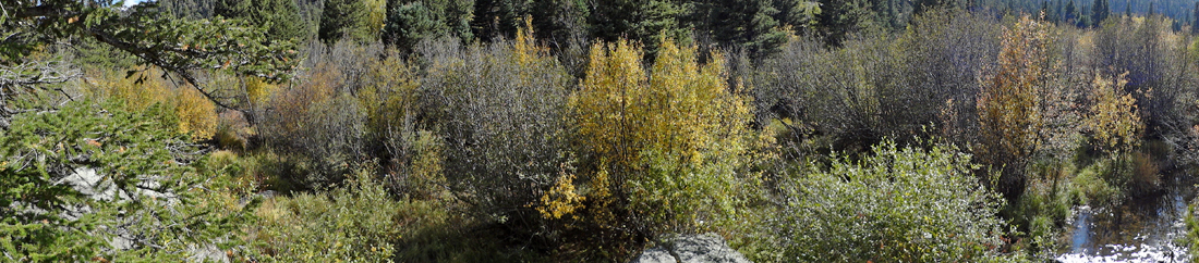 fall colors at Cub Lake trail